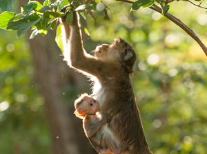 Tours in Sri Lanka - Sri Lanka tailor made holidays