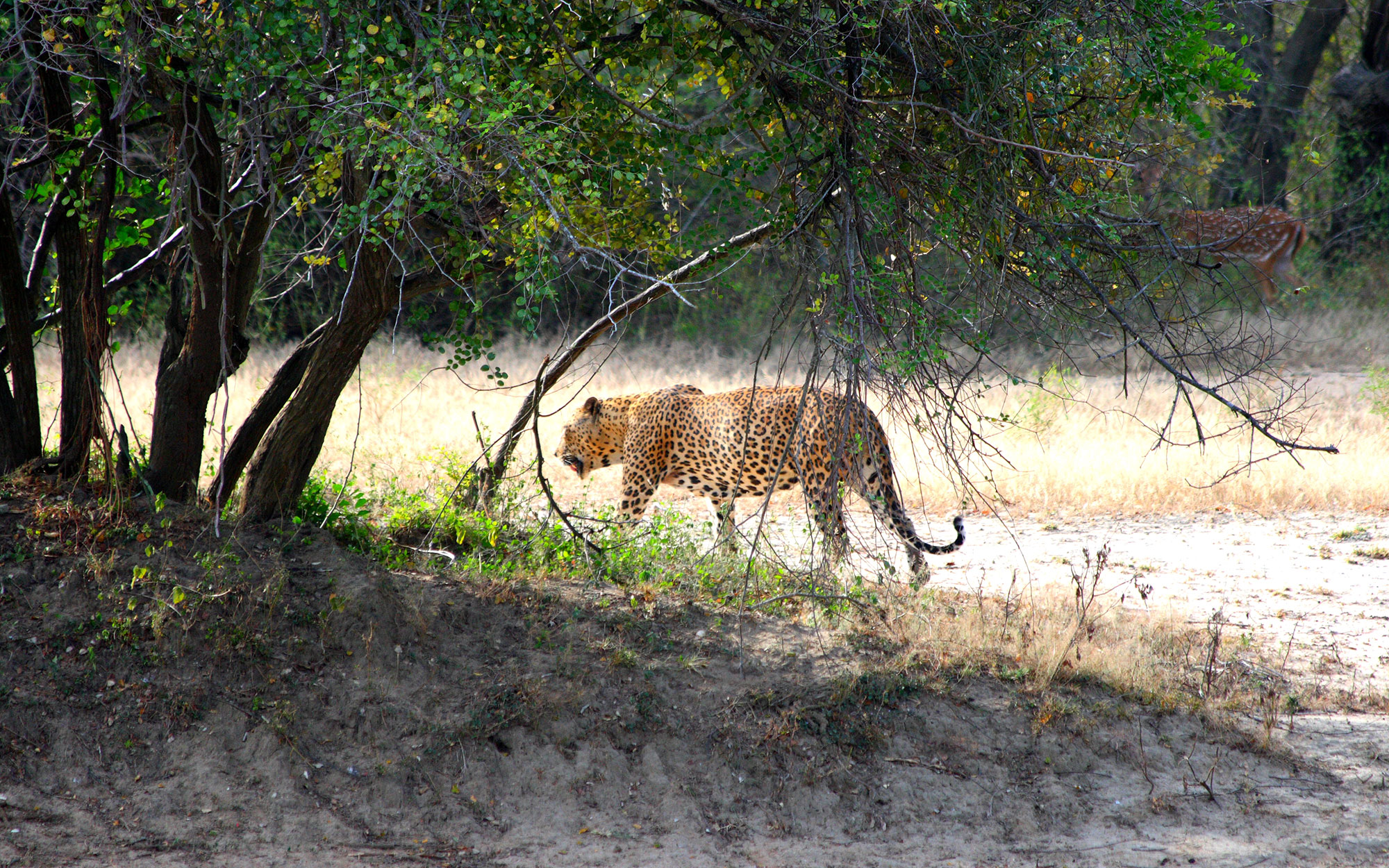 Tours in Sri Lanka - Sri Lanka tailor made holidays