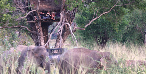 Tours in Sri Lanka - Sri Lanka tailor made holidays
