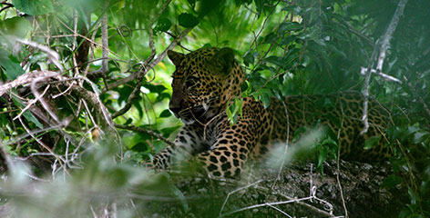 Tours in Sri Lanka - Sri Lanka tailor made holidays