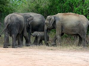 Tours in Sri Lanka - Sri Lanka tailor made holidays