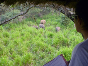 Tours in Sri Lanka - Sri Lanka tailor made holidays