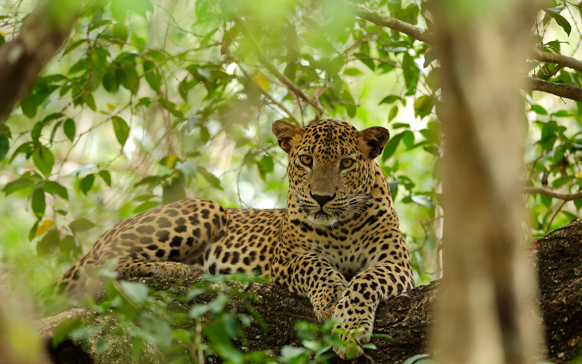 Tours in Sri Lanka - Sri Lanka tailor made holidays