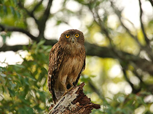 Tours in Sri Lanka - Sri Lanka tailor made holidays