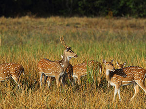 Tours in Sri Lanka - Sri Lanka tailor made holidays