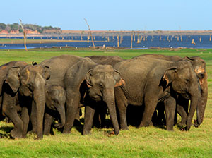 Tours in Sri Lanka - Sri Lanka tailor made holidays