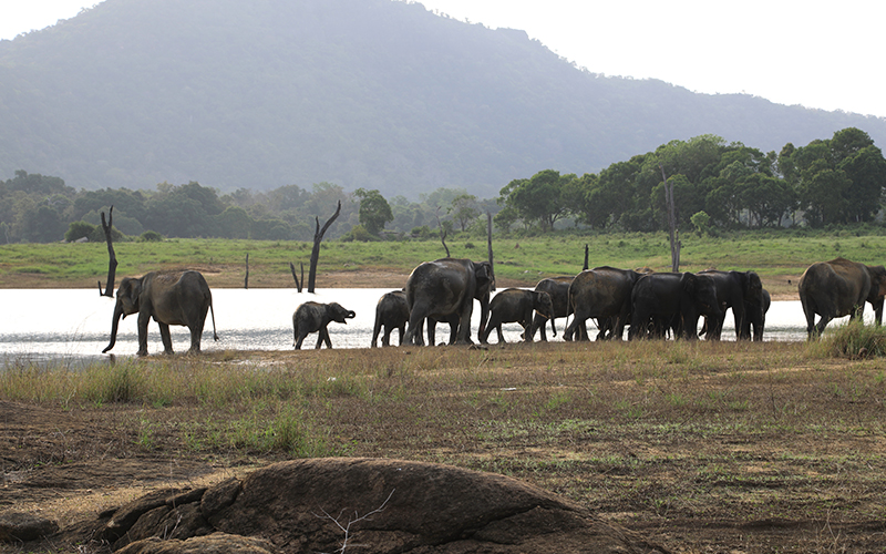 Swimming elephants of Gal Oya, Gal Oya Boat Safaris, Boat Safaris in Gal Oya National Park, Boat Safari in Gal Oya National Park, Safari in Gal Oya National Park, Senanayake Samudraya, Inginiyagala tank, Galoyaboat safari Ampara   