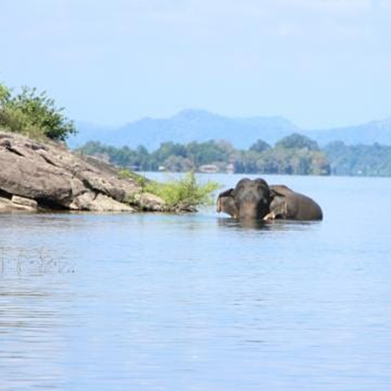 Swimming elephants of Gal Oya, Gal Oya Boat Safaris, Boat Safaris in Gal Oya National Park, Boat Safari in Gal Oya National Park, Safari in Gal Oya National Park, Senanayake Samudraya, Inginiyagala tank, Galoyaboat safari Ampara   