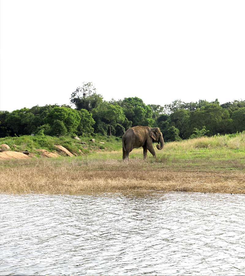 Swimming elephants of Gal Oya, Gal Oya Boat Safaris, Boat Safaris in Gal Oya National Park, Boat Safari in Gal Oya National Park, Safari in Gal Oya National Park, Senanayake Samudraya, Inginiyagala tank, Galoyaboat safari Ampara  