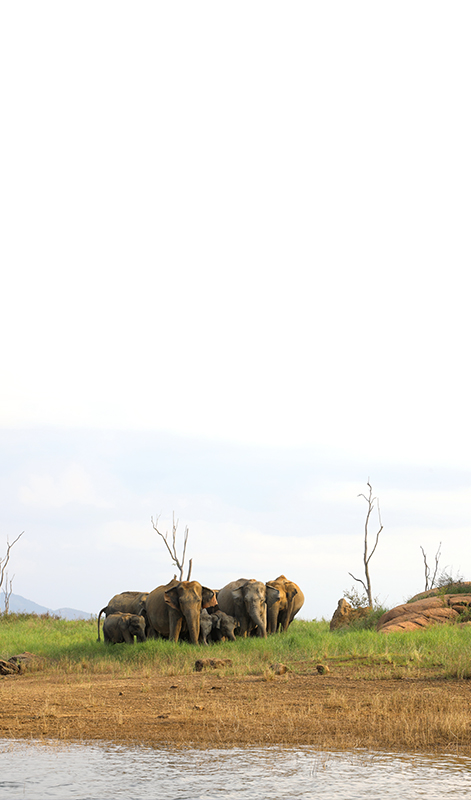 Swimming elephants of Gal Oya, Gal Oya Boat Safaris, Boat Safaris in Gal Oya National Park, Boat Safari in Gal Oya National Park, Safari in Gal Oya National Park, Senanayake Samudraya, Inginiyagala tank, Galoyaboat safari Ampara  