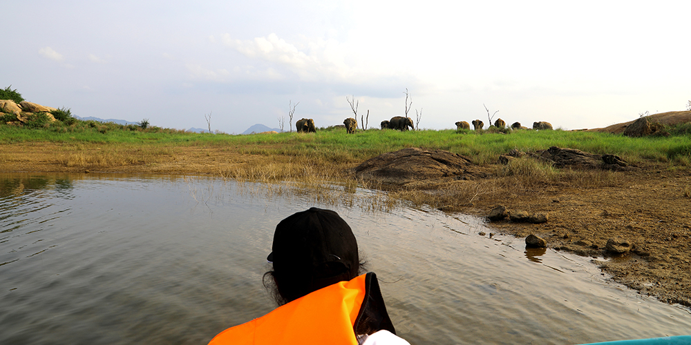 Swimming elephants of Gal Oya, Gal Oya Boat Safaris, Boat Safaris in Gal Oya National Park, Boat Safari in Gal Oya National Park, Safari in Gal Oya National Park, Senanayake Samudraya, Inginiyagala tank, Galoyaboat safari Ampara   