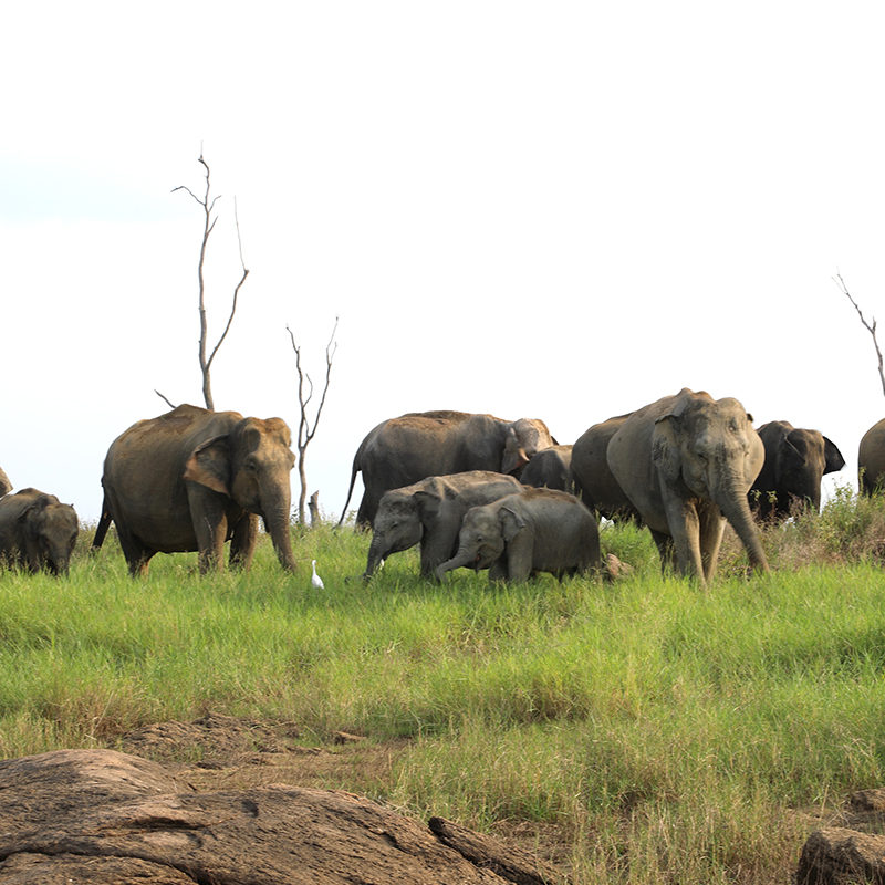 Swimming elephants of Gal Oya, Gal Oya Boat Safaris, Boat Safaris in Gal Oya National Park, Boat Safari in Gal Oya National Park, Safari in Gal Oya National Park, Senanayake Samudraya, Inginiyagala tank, Galoyaboat safari Ampara   