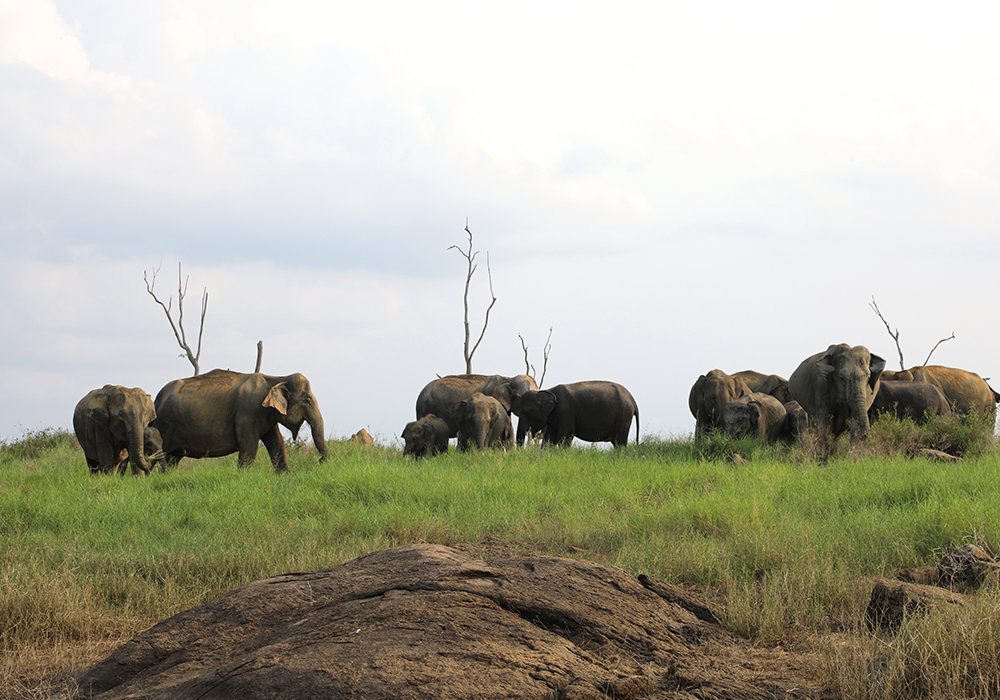 Swimming elephants of Gal Oya, Gal Oya Boat Safaris, Boat Safaris in Gal Oya National Park, Boat Safari in Gal Oya National Park, Safari in Gal Oya National Park, Senanayake Samudraya, Inginiyagala tank, Galoyaboat safari Ampara   