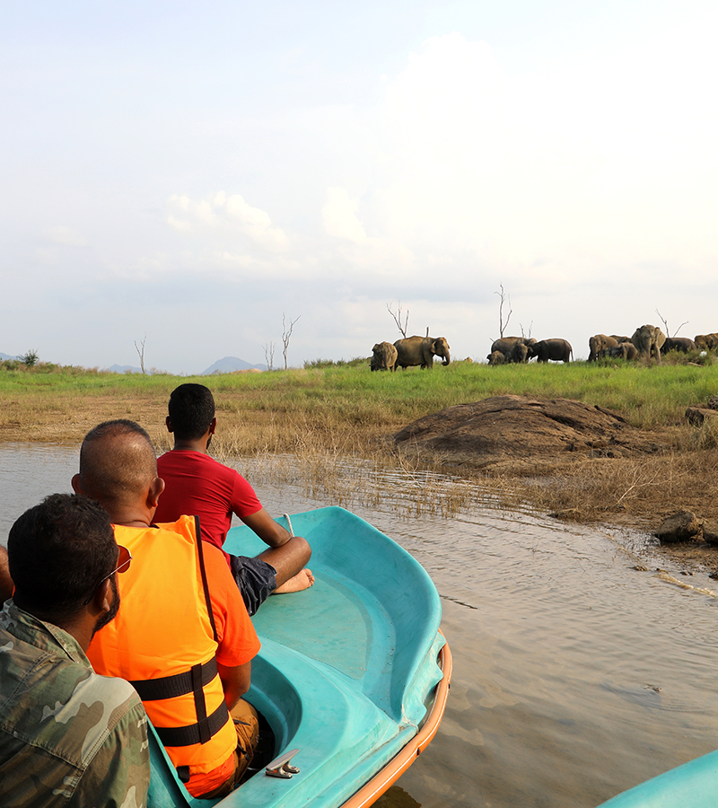 Swimming elephants of Gal Oya, Gal Oya Boat Safaris, Boat Safaris in Gal Oya National Park, Boat Safari in Gal Oya National Park, Safari in Gal Oya National Park, Senanayake Samudraya, Inginiyagala tank, Galoyaboat safari Ampara  