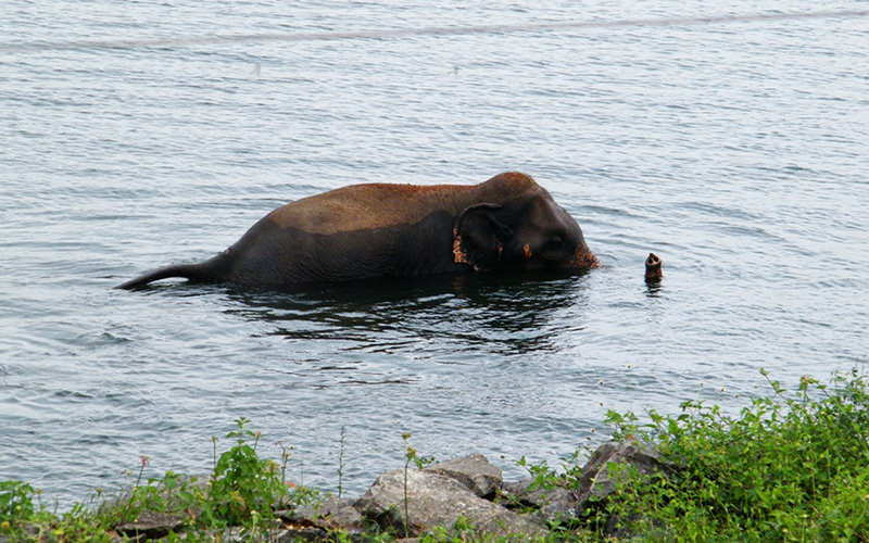 Swimming elephants of Gal Oya, Gal Oya Boat Safaris, Boat Safaris in Gal Oya National Park, Boat Safari in Gal Oya National Park, Safari in Gal Oya National Park, Senanayake Samudraya, Inginiyagala tank, Galoyaboat safari Ampara  