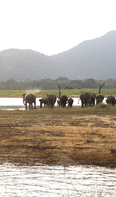 Swimming elephants of Gal Oya, Gal Oya Boat Safaris, Boat Safaris in Gal Oya National Park, Boat Safari in Gal Oya National Park, Safari in Gal Oya National Park, Senanayake Samudraya, Inginiyagala tank, Galoyaboat safari Ampara  