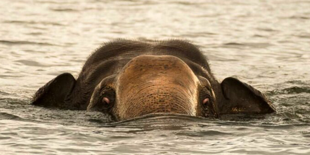 Swimming elephants of Gal Oya, Gal Oya Boat Safaris, Boat Safaris in Gal Oya National Park, Boat Safari in Gal Oya National Park, Safari in Gal Oya National Park, Senanayake Samudraya, Inginiyagala tank, Galoyaboat safari Ampara  