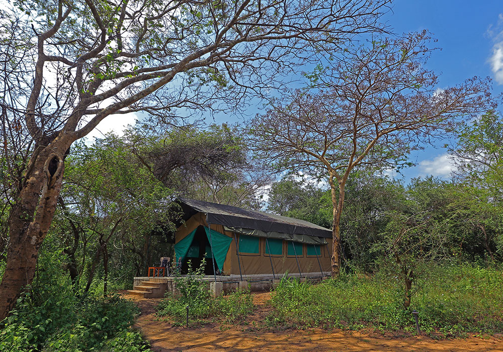 Wilpattu Safari Camp in Sri Lanka - Wilpattu Safari in Sri Lanka - Camping Sri Lanka - Wilpattu Safari Camp - Wilpattu Luxury Safari Camp - Wilpattu luxury tented safari camp - Wilpattu Safari Tented Camp - Wilpattu Safari Camping - Luxury Safari Camping in Wilpattu - Wilpattu National Park tented Safari Camp - Wilpattu Safari Tented Camping in Wilpattu National Park - Wilpattu Safaris Camping Tours - Leopard Watching Tented Safari Camping in Wilpattu - Leopards Watching Camping Safaris in Wilpattu - Camping Safaris in Wilpattu