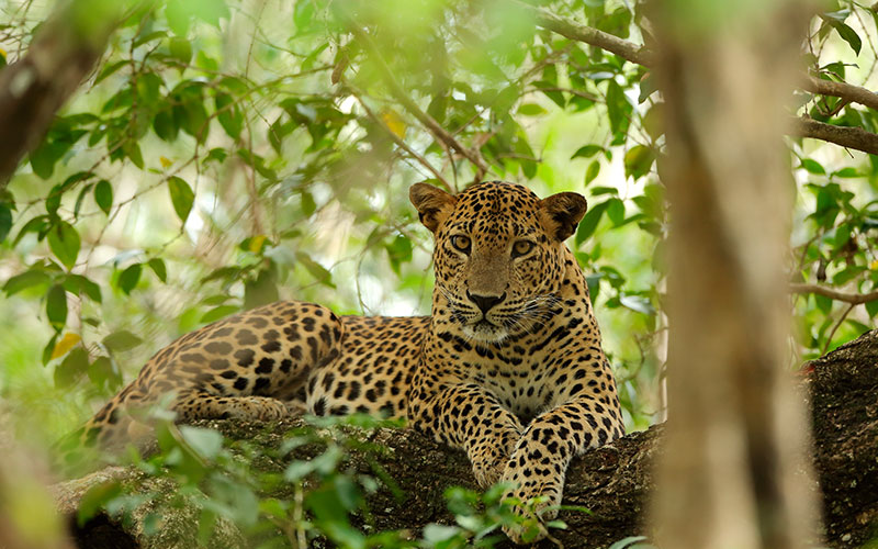 Wilpattu Safari Tours - Wildlife Safaris in Wilpattu - Wildlife Safari Tours in Wilpattu National Park - Wilpattu National Park -  Safari Experience in Wilpattu -  Safari Tours in Sri Lanka - Sri Lanka Safari Tours - Wilpattu Safari Game drives - wilpattu safari - wilpattu national park safari - wilpattu national park - safari - Wilpattu - Safari Jeep Tours in Wilpattu