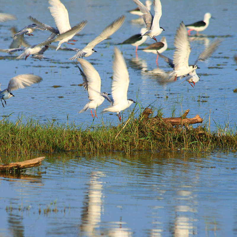 Birds in Bundala National Park - Bird Watching in Bundala National Park - Bird Watching in Bundala - Bundala Bird Watching Trips - Birds of Sri Lanka - Sri Lanka Bird Watching - Birding Trips in Bundala National Park Bird Watching Tours in Sri Lanka