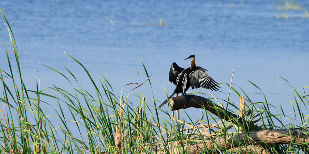 Birds in Bundala National Park - Bird Watching in Bundala National Park - Bird Watching in Bundala - Bundala Bird Watching Trips - Birds of Sri Lanka - Sri Lanka Bird Watching - Birding Trips in Bundala National Park Bird Watching Tours in Sri Lanka