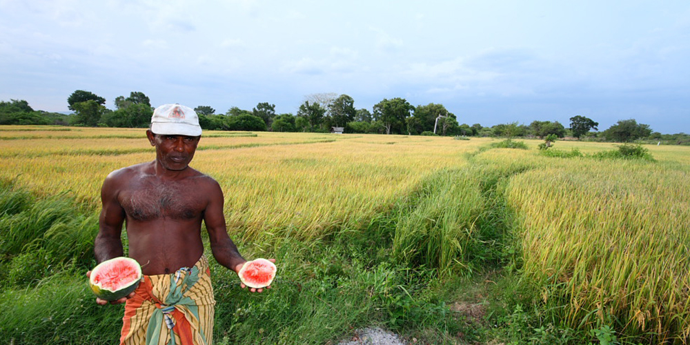 Village Walk in yala - Yala Village Walk - Explore Villages in Yala - Village Walk by foot or Cycle - Village Cycling Trips in Yala - Yala - Sri Lanka - Holidays - Tailor Made Tours