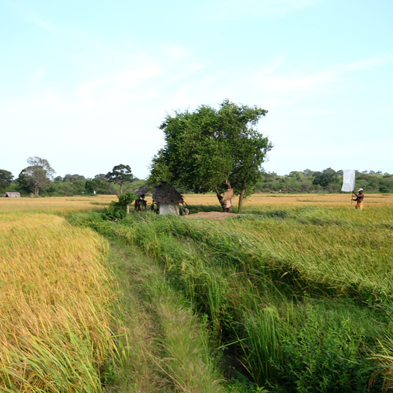 Village Walk in yala - Yala Village Walk - Explore Villages in Yala - Village Walk by foot or Cycle - Village Cycling Trips in Yala - Yala - Sri Lanka - Holidays - Tailor Made Tours