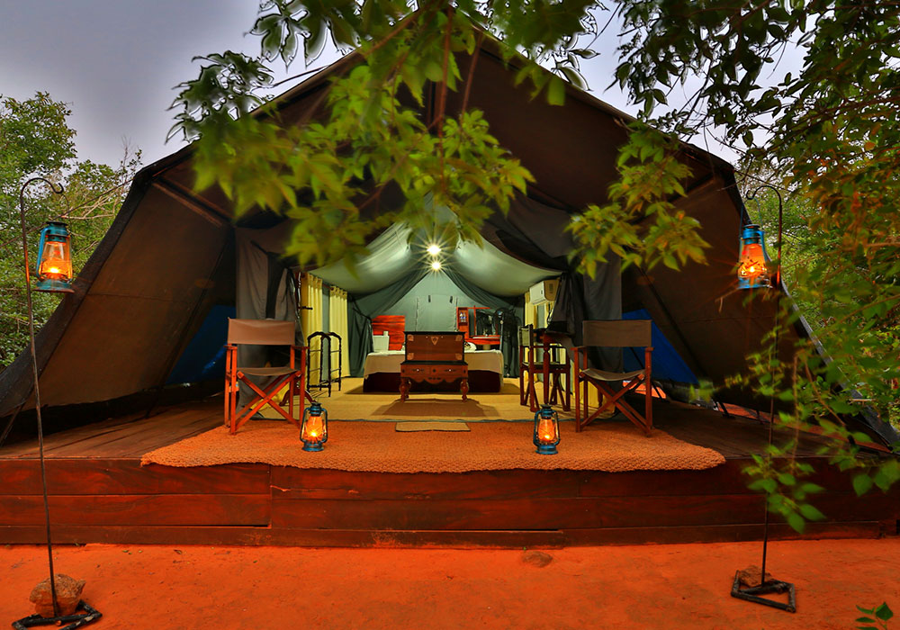 Yala Safari Camp - Leopards Watching Camping Safaris in Yala - Yala Luxury Safari Camp - Safari Camping in Yala - Yala luxury tented safari camp - Yala Safari Camping - Yala Safari Tented Camp - Yala Safari Camping - Luxury Safari Camping in Yala - Yala National Park tented Safari Camp - Yala Safari Tented Camping in Yala National Park - Yala Safaris Camping Tours - Leopard Watching Tented Safari Camping in Yala - Camping Safaris in Yala - Yala Luxury Tented Safari Camp - Safaris Camps in Yala National Park - Yala Safari Camping Tours by - Yala Safari Tented Camping Tours - Leopards Safari Camp - Yala Luxury Leopards Safari Camp - Leopards Safaris in Yala