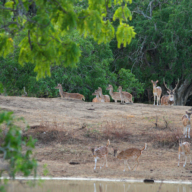 Sri Lanka – Yala - Yala National Park - leopard - slothbear - elephant - camping - tented safari - experience wildlife - yala safari jeep tours - yala safari - wildlife safaris in yala - wildlife holidays in sri lanka - Wildlife Safari Holidays in Sri Lanka - Sri Lanka Safari Jeep Tours - Safari Game Drives in Yala - Game Drives in Yala National Park