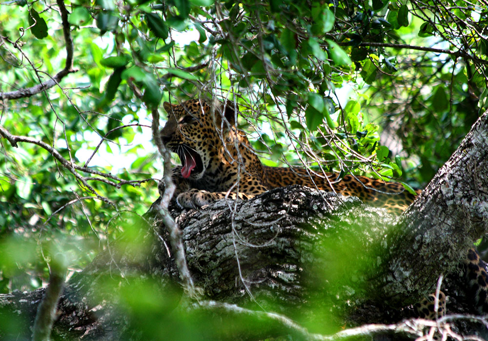 Sri Lanka – Yala - Yala National Park - leopard - slothbear - elephant - camping - tented safari - experience wildlife - yala safari jeep tours - yala safari - wildlife safaris in yala - wildlife holidays in sri lanka - Wildlife Safari Holidays in Sri Lanka - Sri Lanka Safari Jeep Tours - Safari Game Drives in Yala - Game Drives in Yala National Park